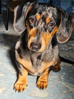 my dog